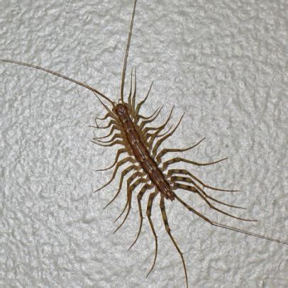 centipede larva|long legged centipede looking bug.
